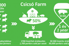 sertestenyesztes_infografika